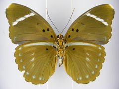 Euphaedra albofasciata