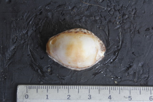 Pseudozonaria arabicula