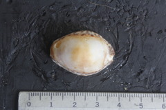 Pseudozonaria arabicula