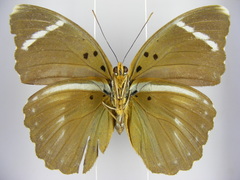 Euphaedra albofasciata