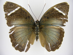 Euphaedra albofasciata