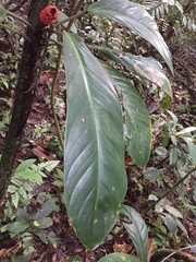 Philodendron wittianum