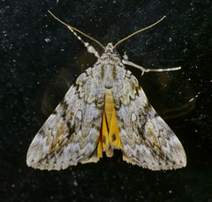 Catocala amica