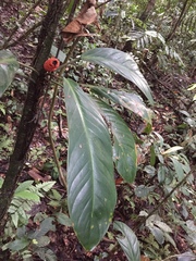 Philodendron wittianum
