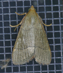 Hypsopygia nostralis