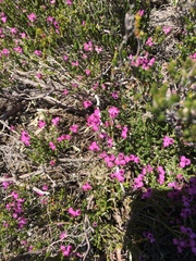 Erica umbellata