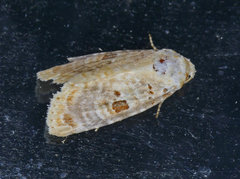 Diastema tigris