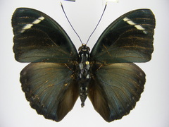 Euphaedra albofasciata