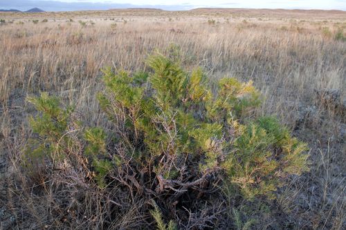 iNaturalist observation 2011-09-18