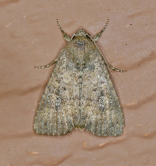 Condica sutor