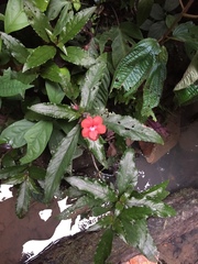 Nautilocalyx erytranthus