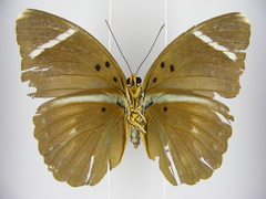 Euphaedra albofasciata
