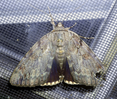 Catocala agrippina