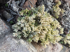 Crassula lanceolata lanceolata