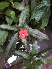 Nautilocalyx erytranthus