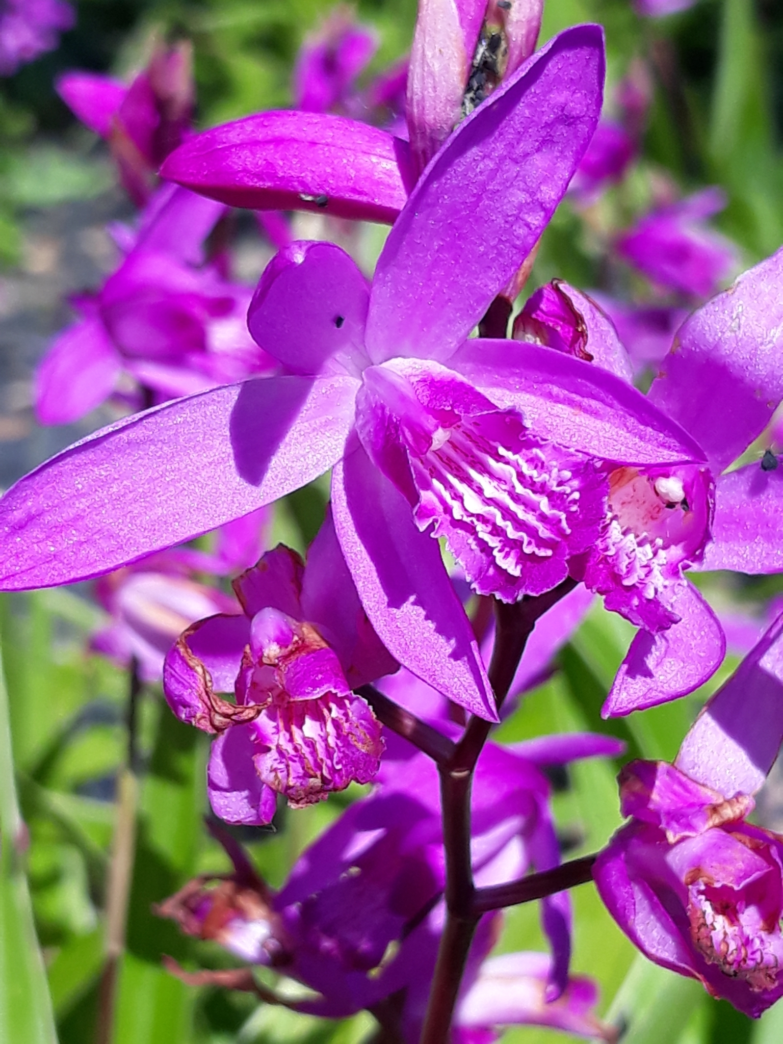 Bletilla striata