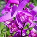 Hyacinth Orchid - Photo (c) Laurent Quéno, some rights reserved (CC BY-NC), uploaded by Laurent Quéno