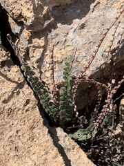 Astrolepis cochisensis