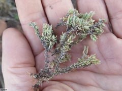 Crassula lanceolata lanceolata