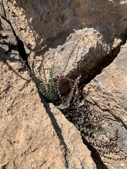 Astrolepis cochisensis