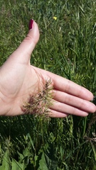Poa bulbosa vivipara