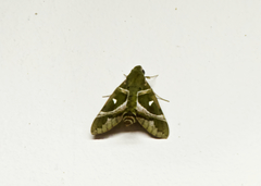 Nephele argentifera
