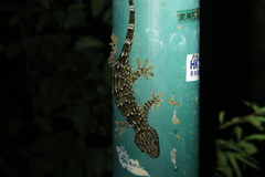 Reeves' Tokay Gecko photo 2