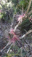 Hakea bakeriana