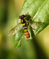 Sphaerophoria rueppellii