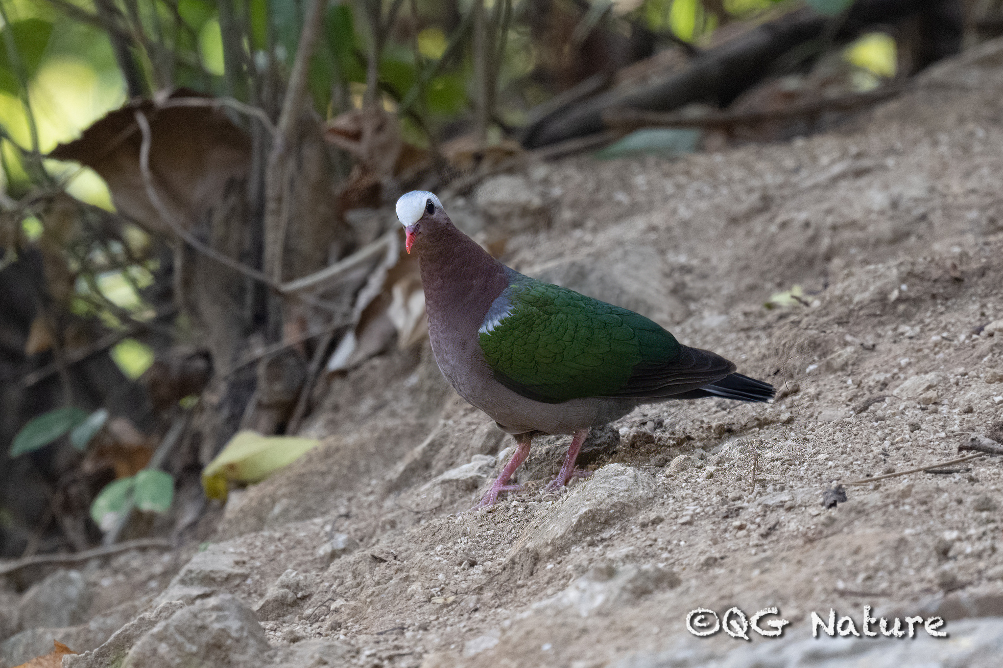 Common Emerald Dove