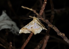 Krananda oliveomarginata