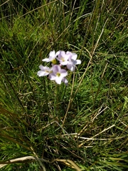Cardamine pratensis