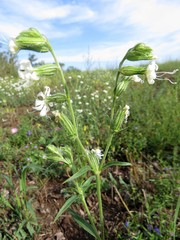 Silene dichotoma