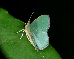 Hemithea