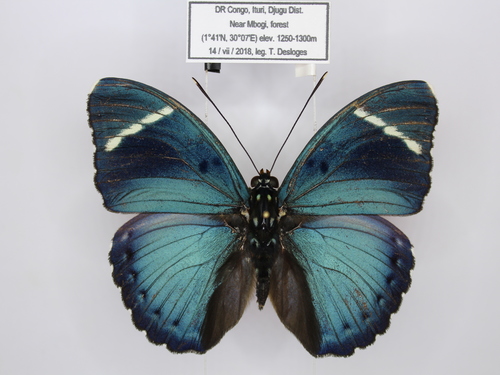 Euphaedra albofasciata