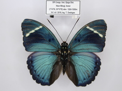 Euphaedra albofasciata