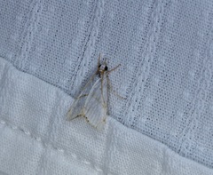 Pseudargyria interruptella