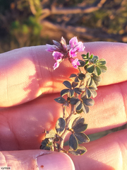 Indigofera mauritanica