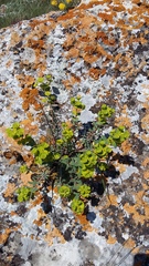 Euphorbia petrophila