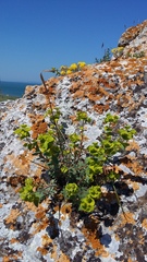 Euphorbia petrophila