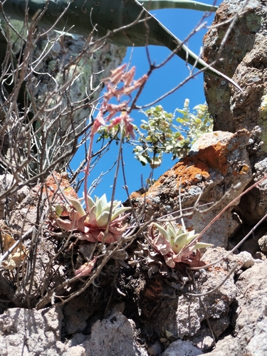 Image of Dudleya rubens by no rights reserved