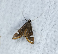 Strepsinoma croesusalis