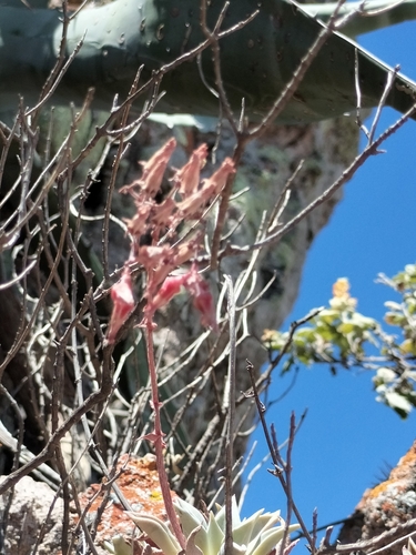 Dudleya rubens