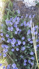 Veronica capsellicarpa