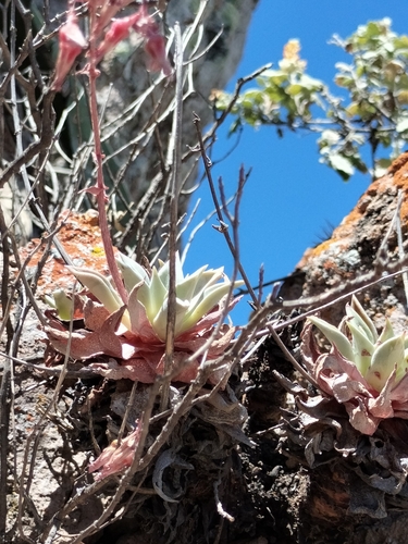 Image of Dudleya rubens by no rights reserved