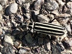 Epicauta atrivittata