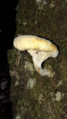 Austropaxillus