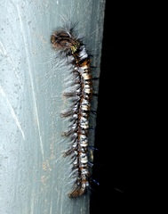 Dendrolimus punctata