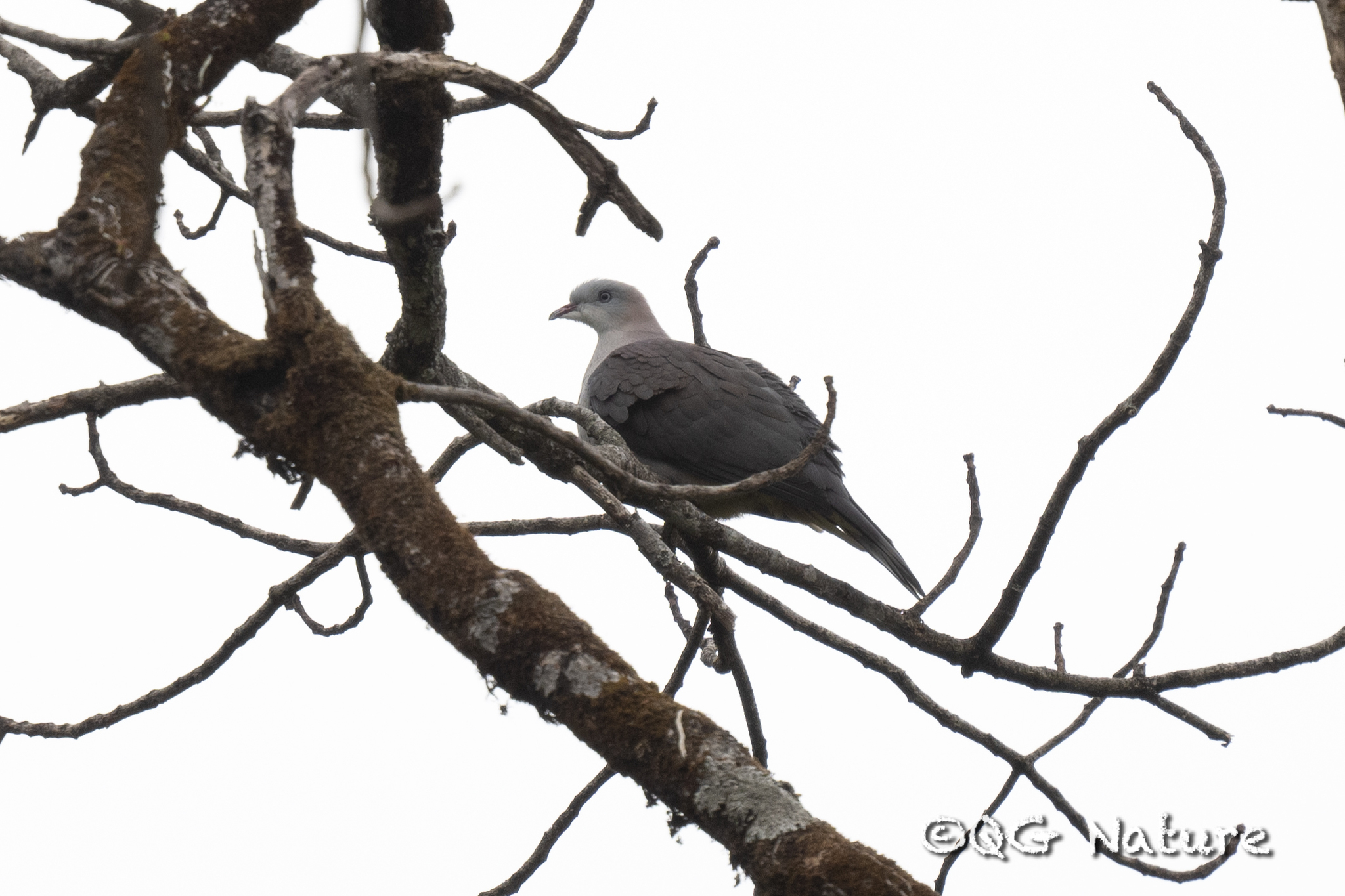 Mountain Imperial Pigeon
