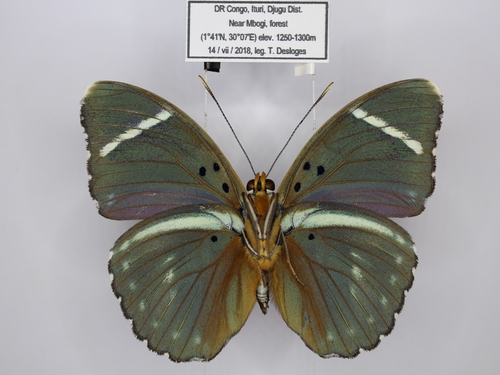 Euphaedra albofasciata